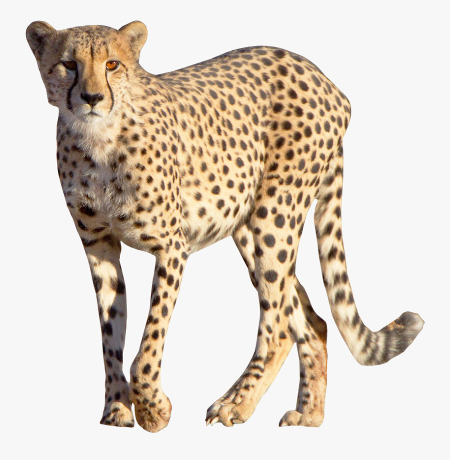 Cheetah Png, Transparent Clipart