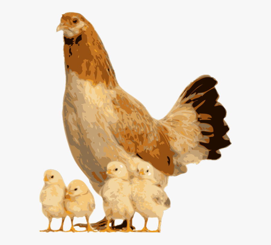Clip Art Hen And Chicks Clipart - Hen And Chicken Png, Transparent Clipart