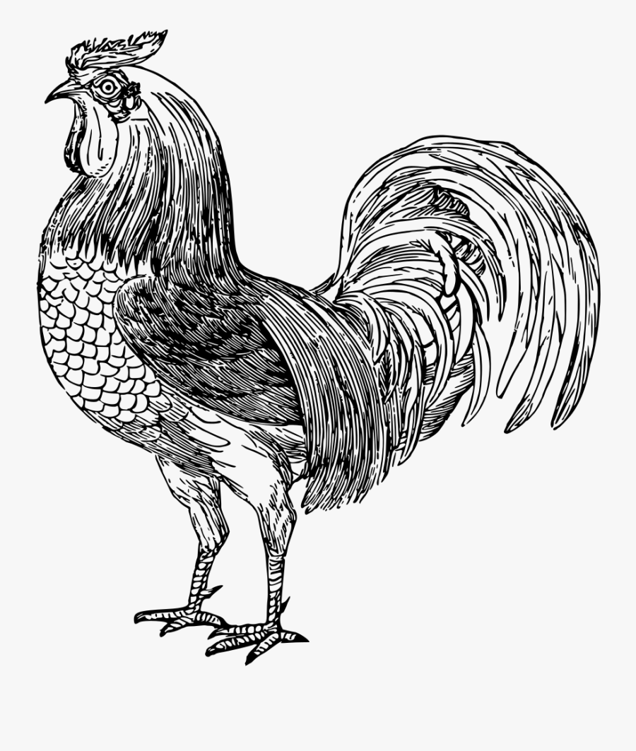 Art,livestock,fowl - Chicken Image Black And White Png, Transparent Clipart