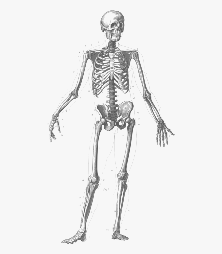 Anatomy Physiology Clipart - Many Bones In Human Body, Transparent Clipart