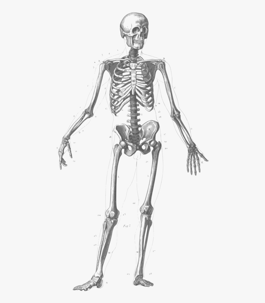 How Many Bones In The Face And Head : Orbicularis Oculi muscle, origin and insertion | Facial ...