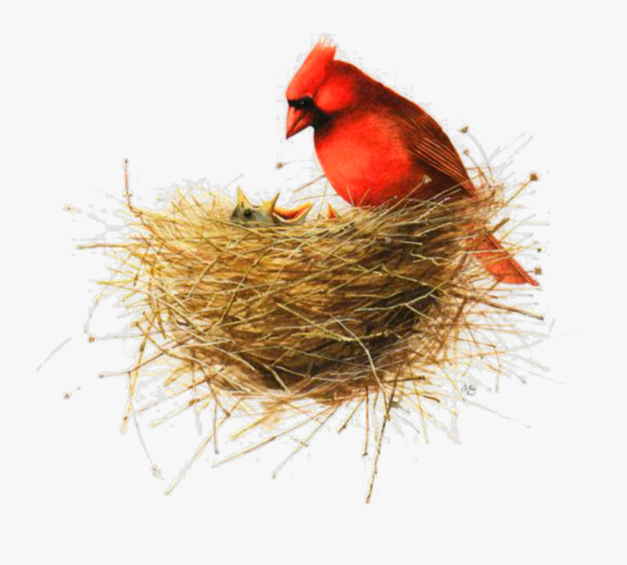 Ftestickers Watercolor Bird Nest Birdnest Redbird - Bird Nest Illustration, Transparent Clipart