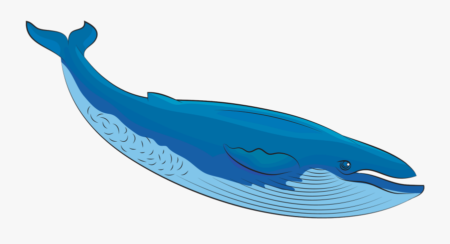 Blue Whale Clipart, Transparent Clipart