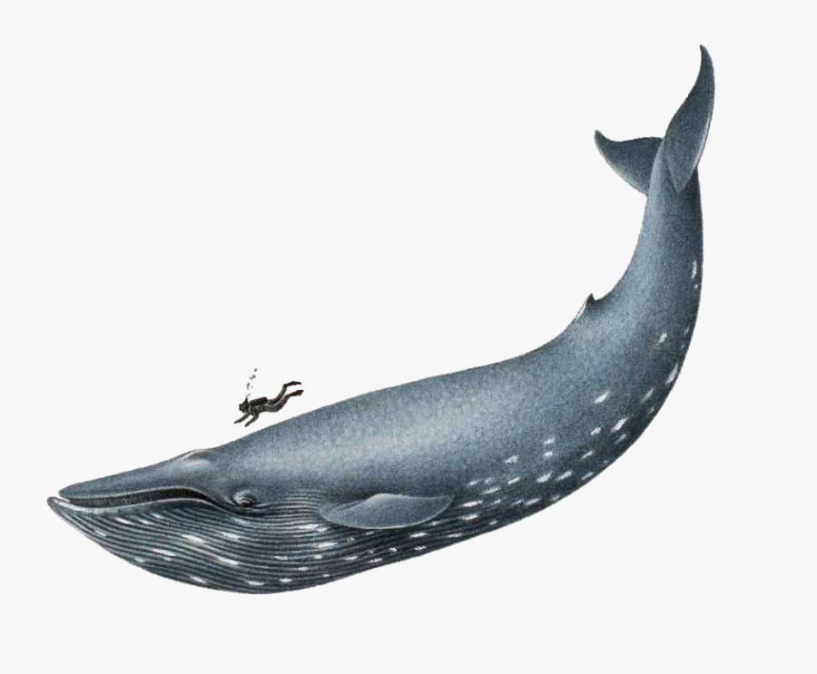 Humpback Whale Clip Art - Blue Whale Realistic Drawing, Transparent Clipart