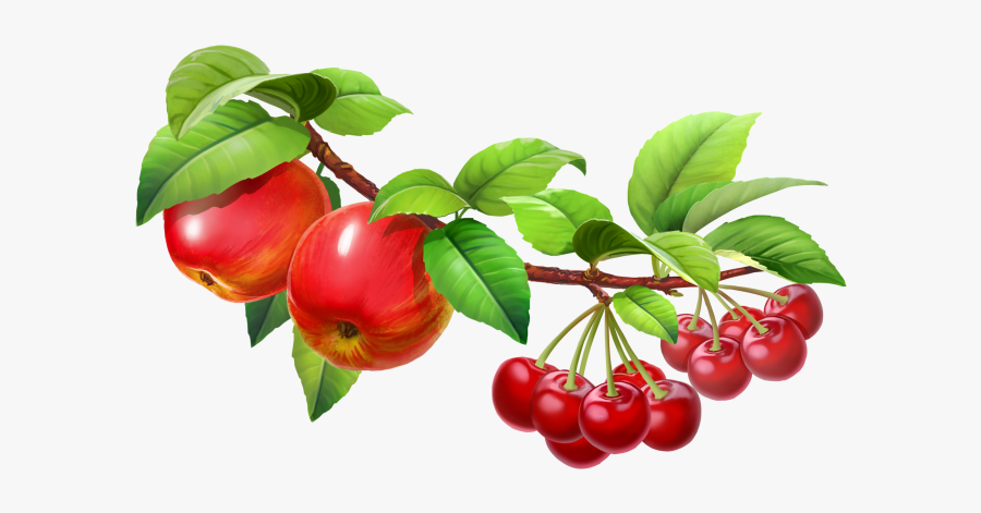 Fruit Tree Png - Fruit On Tree Clipart, Transparent Clipart