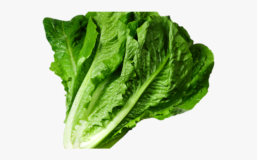 Lettuce Clipart, Transparent Clipart