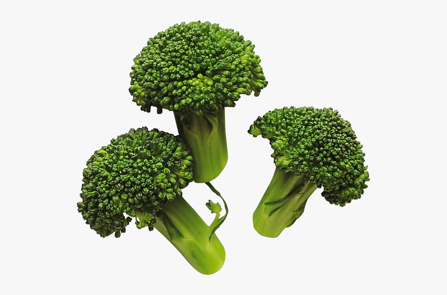Broccoli Vegetable Clip Art - Cooked Broccoli Png, Transparent Clipart