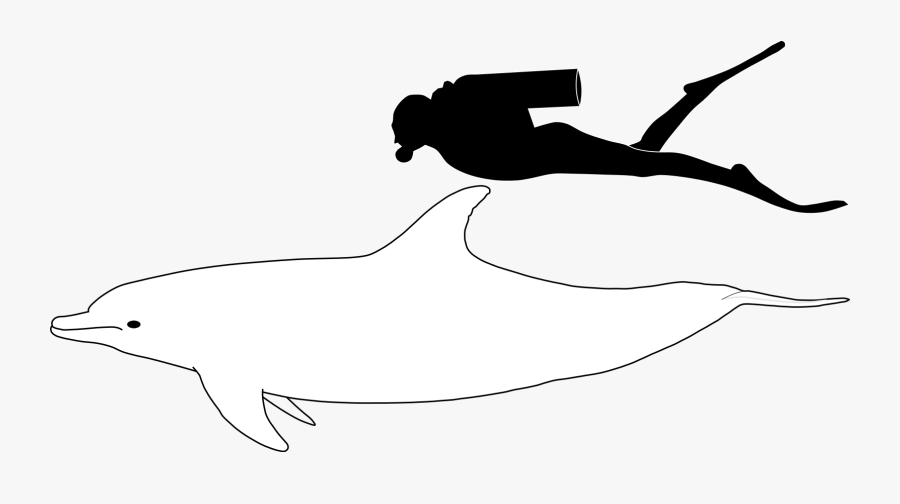 Bottlenose Dolphin Compared To Human, Transparent Clipart