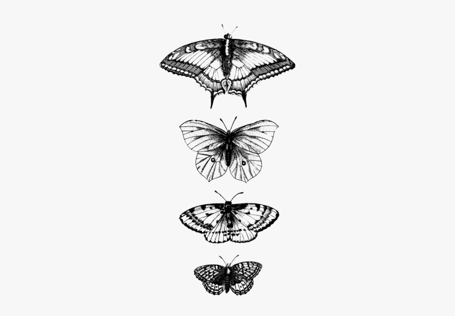 Clip Art Bug Temporary Tattoos - Butterflies Detail , Free Transparent ...