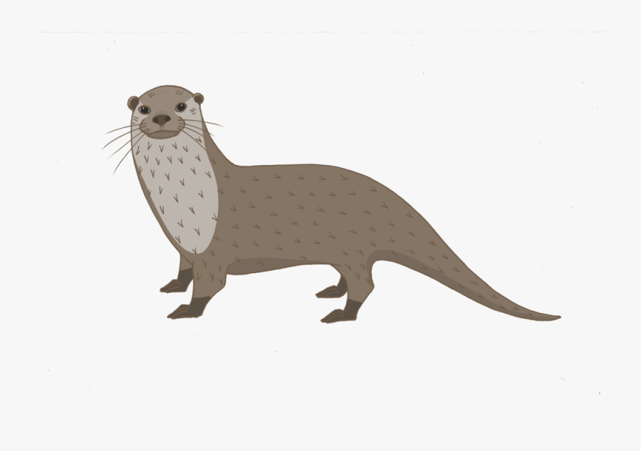 Ferret, Transparent Clipart