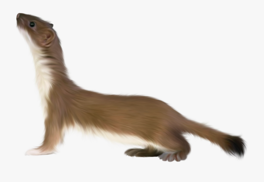 Ferret Png - Stoat Png, Transparent Clipart