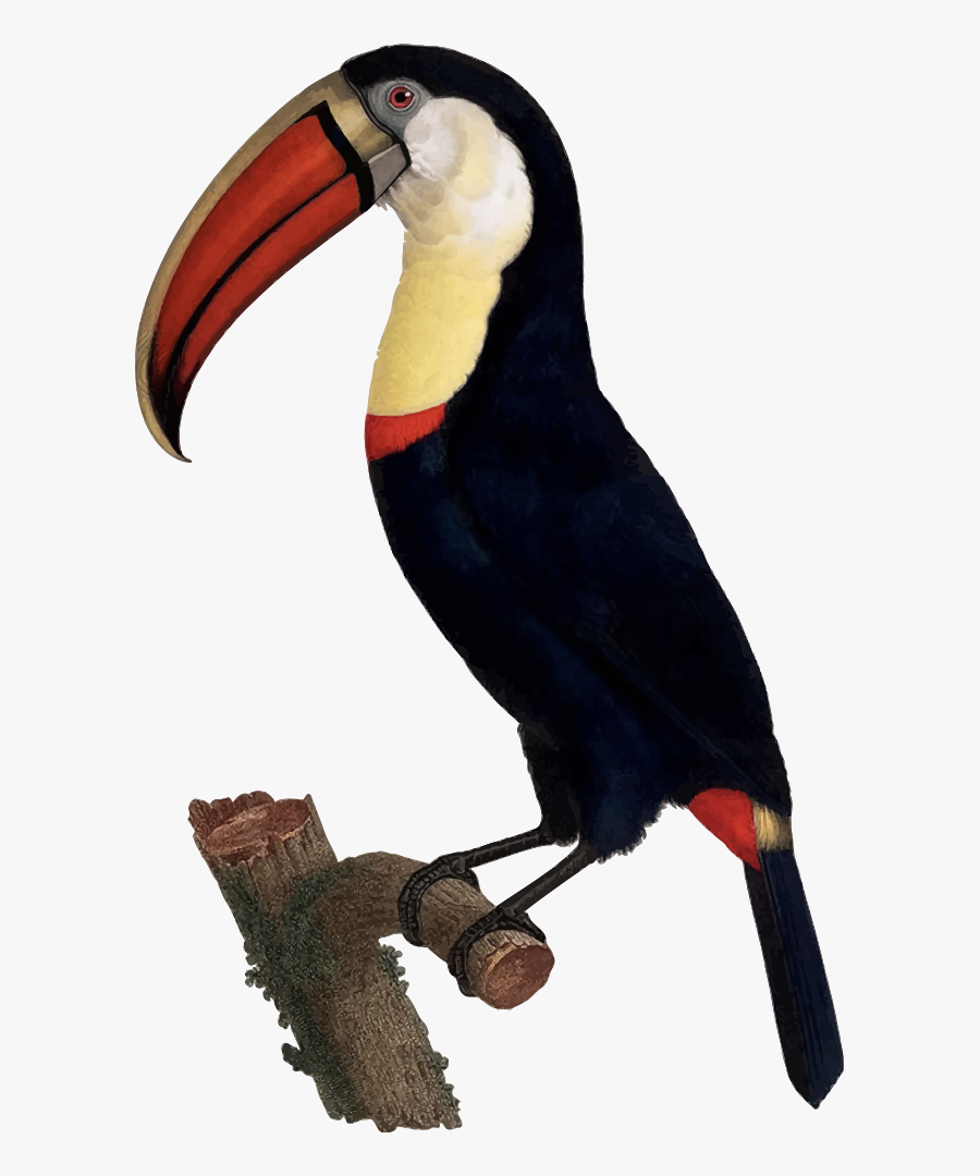 Toucan - Tropical Birds Biology Illustration, Transparent Clipart