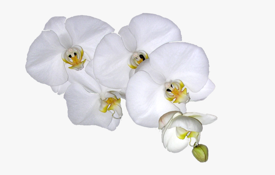 Hula Students Explore The Depths Of The Art Of Hula - Moth Orchid, Transparent Clipart