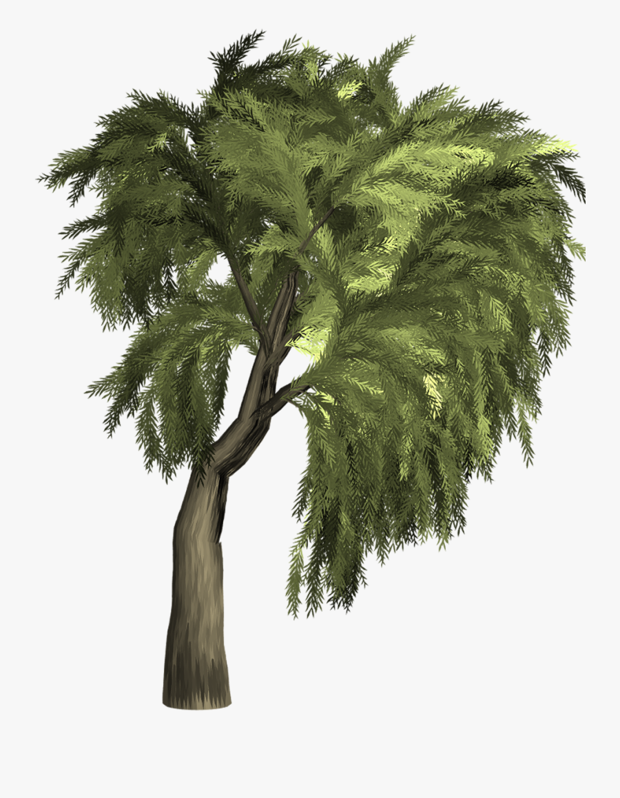 Willow Tree Isolated Free Picture - Willow Tree Transparent Background, Transparent Clipart
