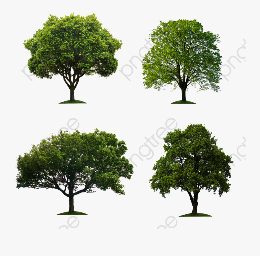 Banyan Tree Clipart , Transparent Cartoons - Tree For Photoshop Hd, Transparent Clipart