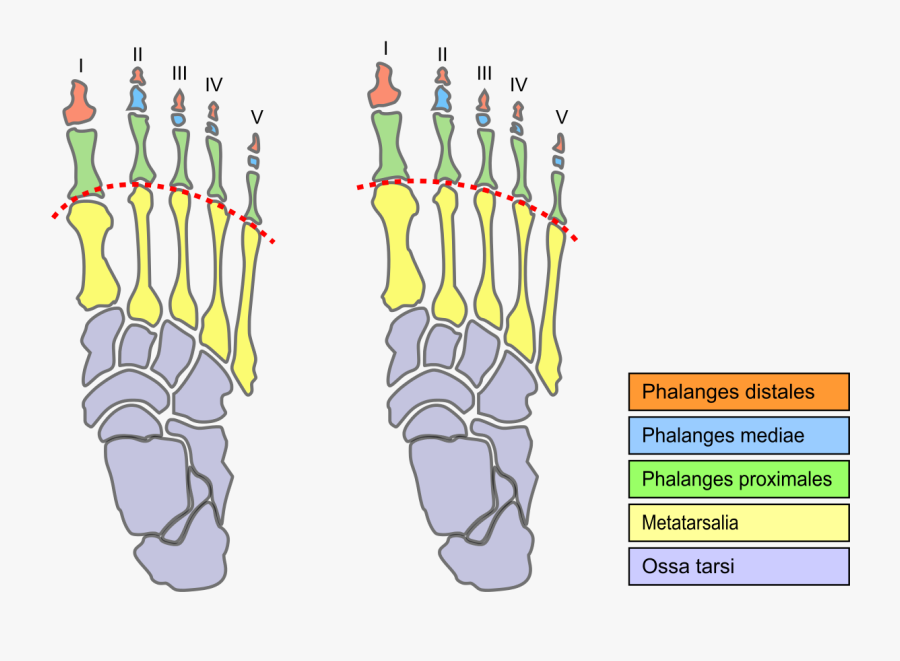 First And Second Toes, Transparent Clipart