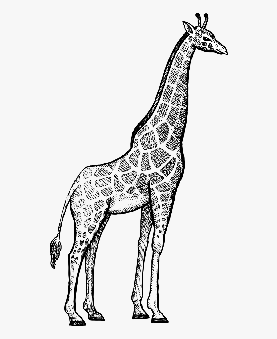 Giraffe Rhinoceros Okapi Lion - Giraffe Black And White Line Drawing, Transparent Clipart