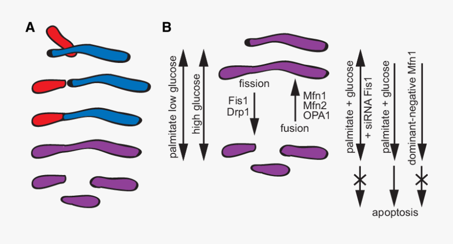 Scheme Illustrating How Mitochondrial Matrix Components - Low Glucose Mitochondrial Fusion, Transparent Clipart