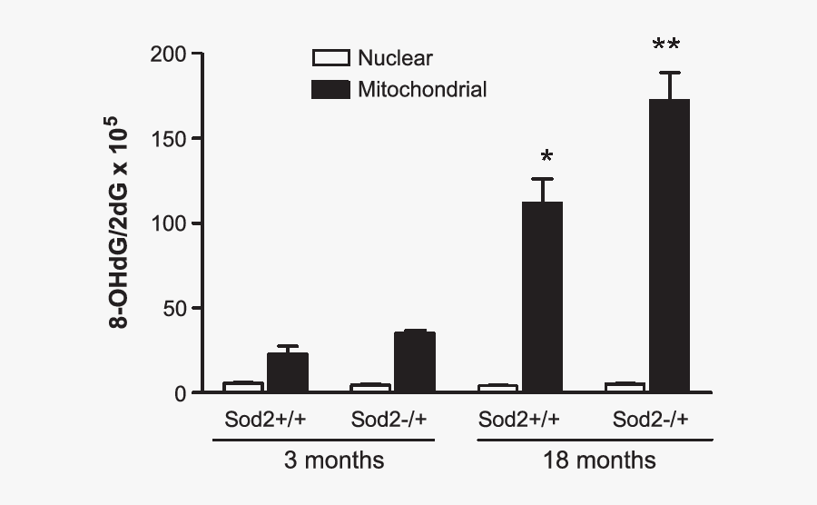 Increased Brain Mitochondrial 8 Ohdg Formation In Aged - Cell, Transparent Clipart