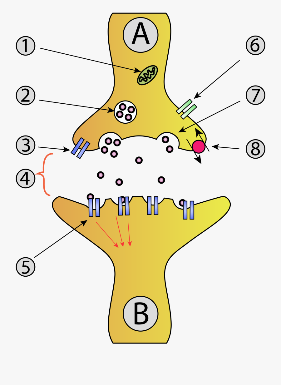 The Anatomy Of A Synapse Worksheet Answers