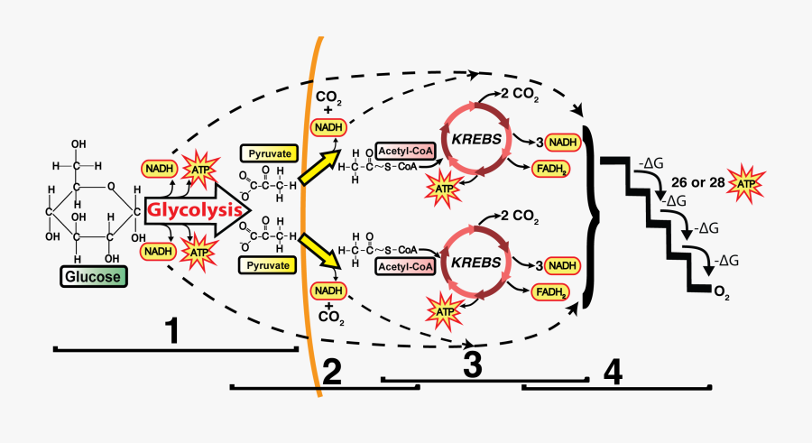 Glycolysis Link Reaction And Krebs Cycle, Transparent Clipart