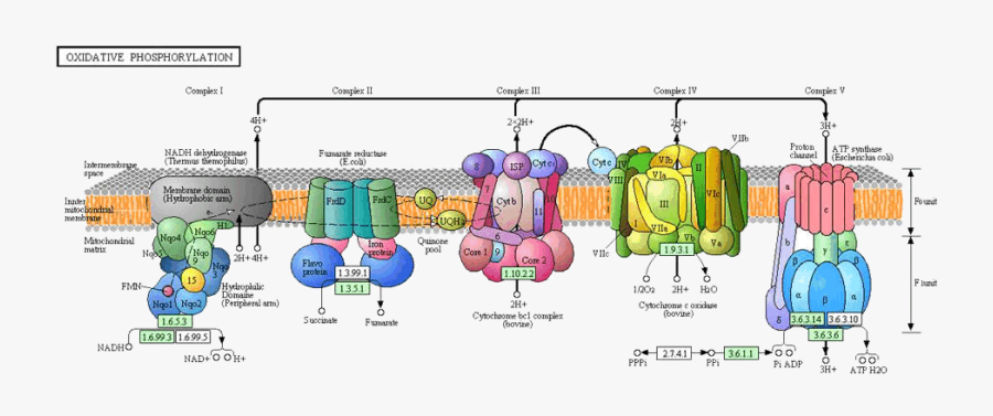 Cytochrome C Oxidase Subunit, Transparent Clipart