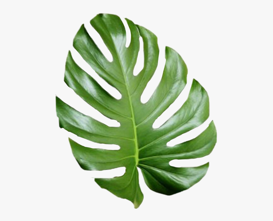 Tropical Png Tumblr - Transparent Tropical Leaves Png , Free