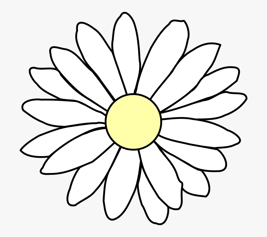 Chamomile, Daisy, White, Flower, Spring, Nature, Summer - Flower Outline, Transparent Clipart