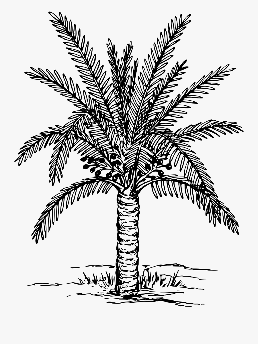 Drawing Details Palm Tree - Date Palm Tree Drawing, Transparent Clipart