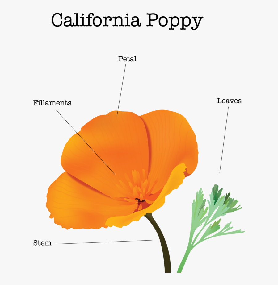 Clip Art Collection Of Free Botanical - Poppy, Transparent Clipart
