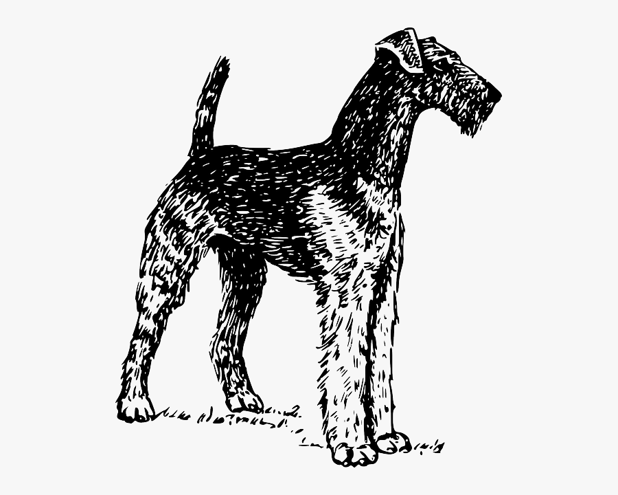 A An Airedale Ready For Showing, After Dog Stripping - Airedale Clipart, Transparent Clipart