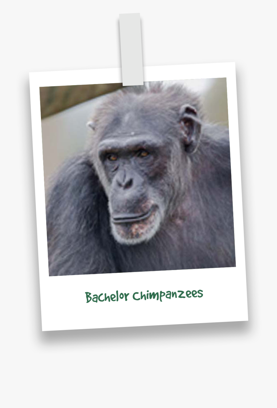 Common Chimpanzee, Transparent Clipart