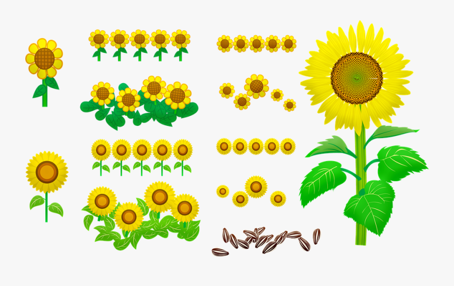 Sunflowers Seeds Yellow Nature Bloom Flower - Sunflower Seed, Transparent Clipart