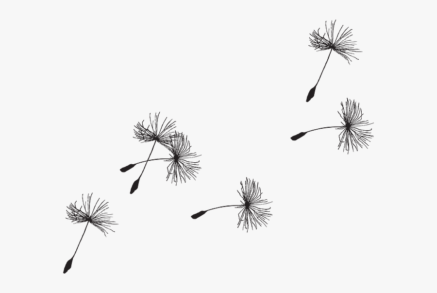 Clip Art Dandelion Seeds - Transparent Background Dandelion Seed Png, Transparent Clipart