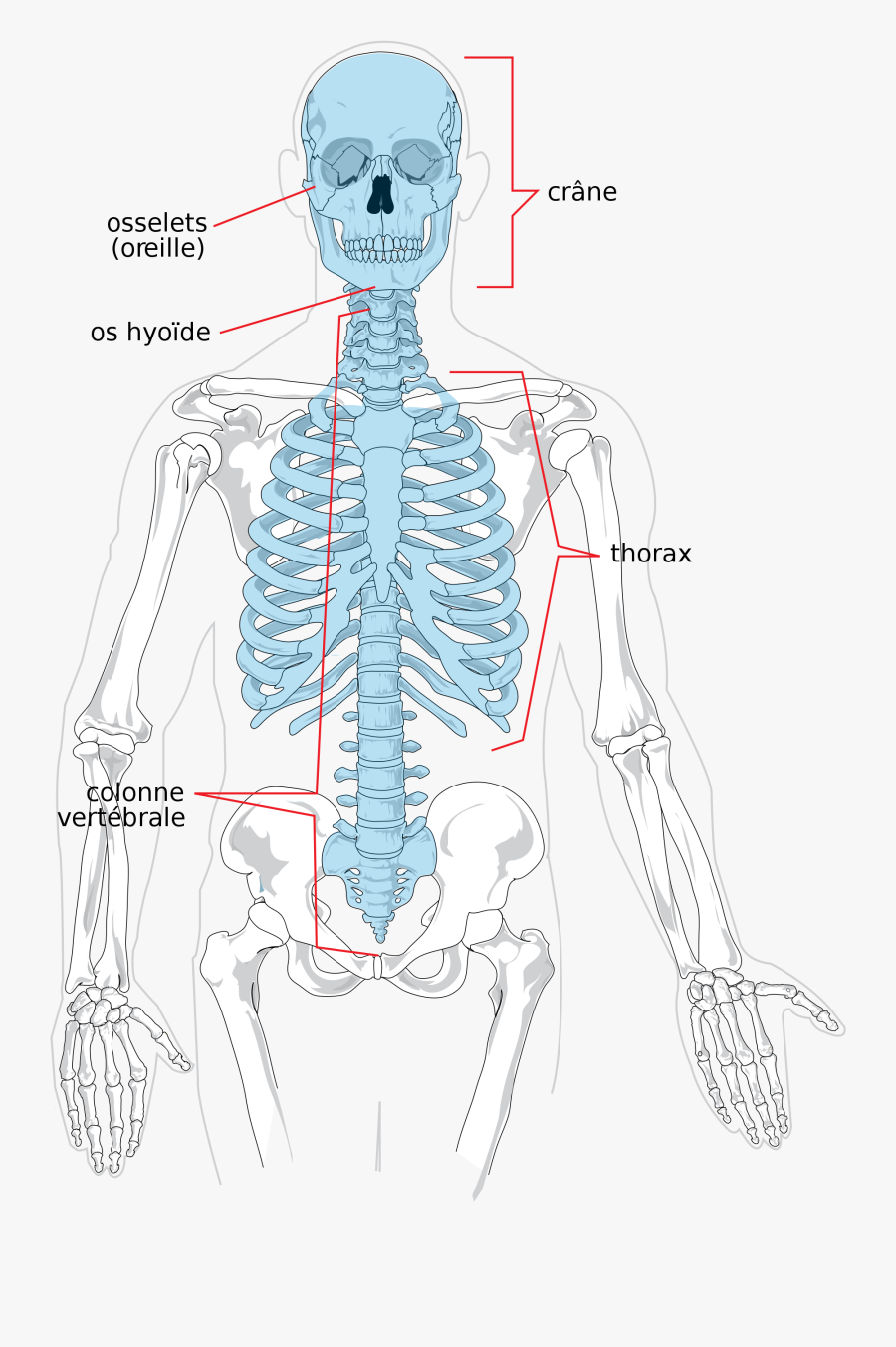 Transparent Skeletal System Clipart - Axial Skeleton X Ray, Transparent Clipart
