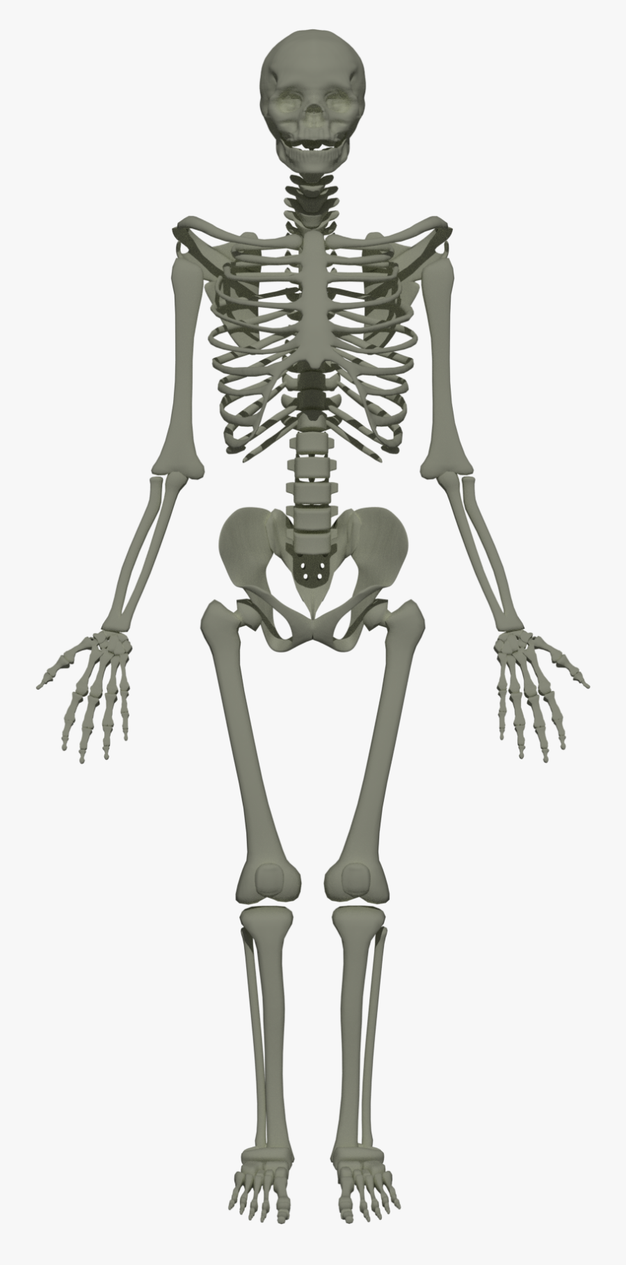 201805 Human Skeleton - Axial Skeleton Skull Thoracic Cage Vertebral, Transparent Clipart