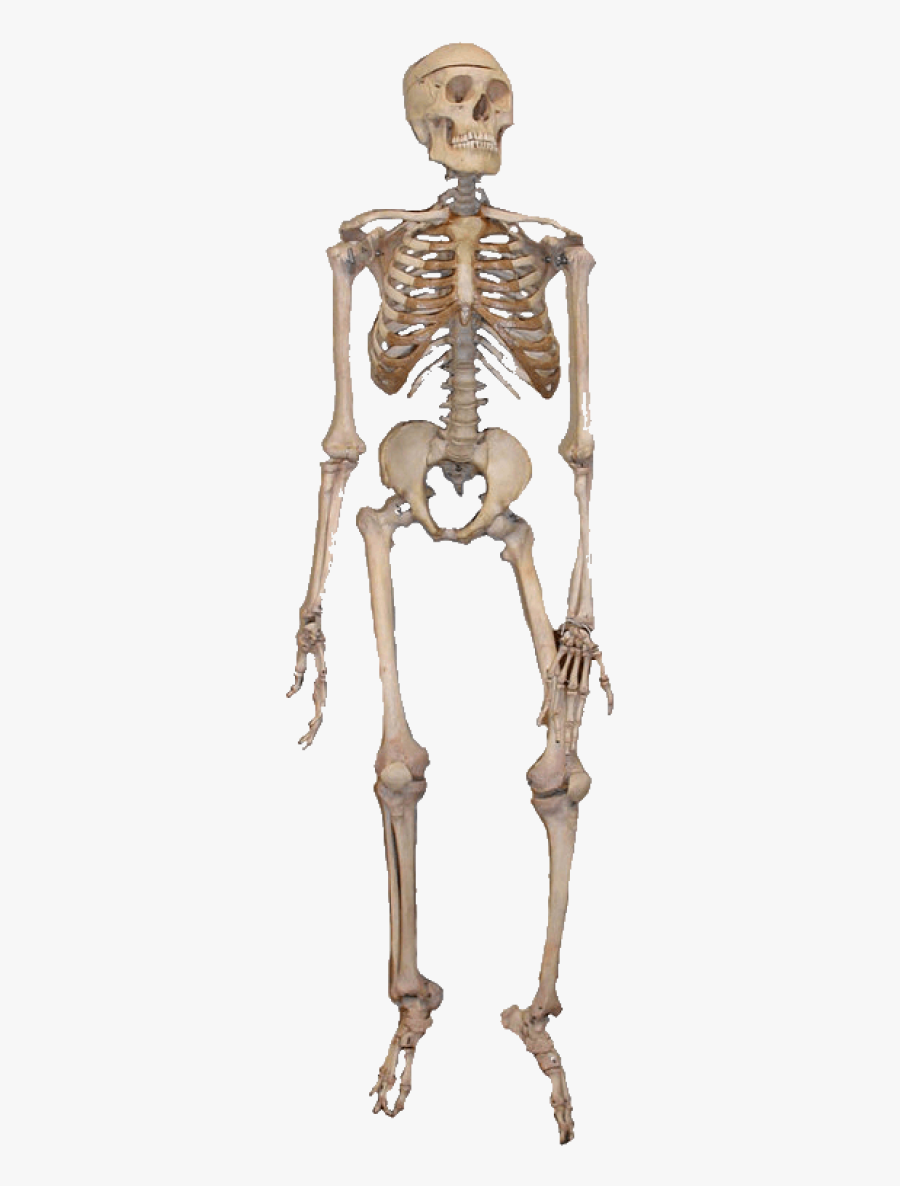 Function Of Bones In Human Body, Transparent Clipart