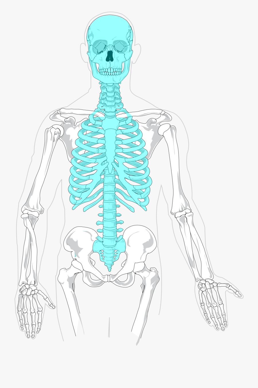 Blank Body Diagram - Blank Axial Skeleton, Transparent Clipart