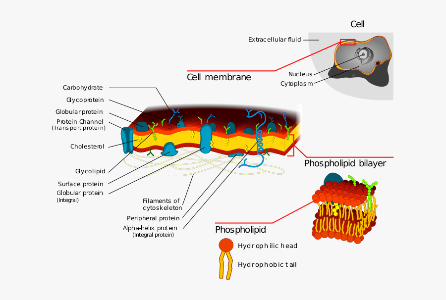 Clip Art Pics Of Cell Membrane - Permeases In Cell Membrane, Transparent Clipart