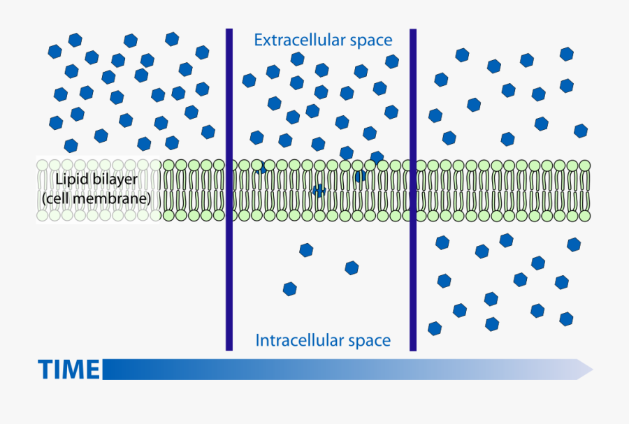 Simple Diffusion Through Cell Membranes - Simple Diffusion Diagram, Transparent Clipart