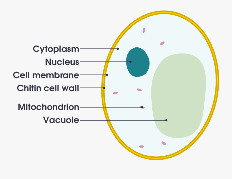 Labelled Diagram Of A Yeast Cell , Free Transparent Clipart - ClipartKey