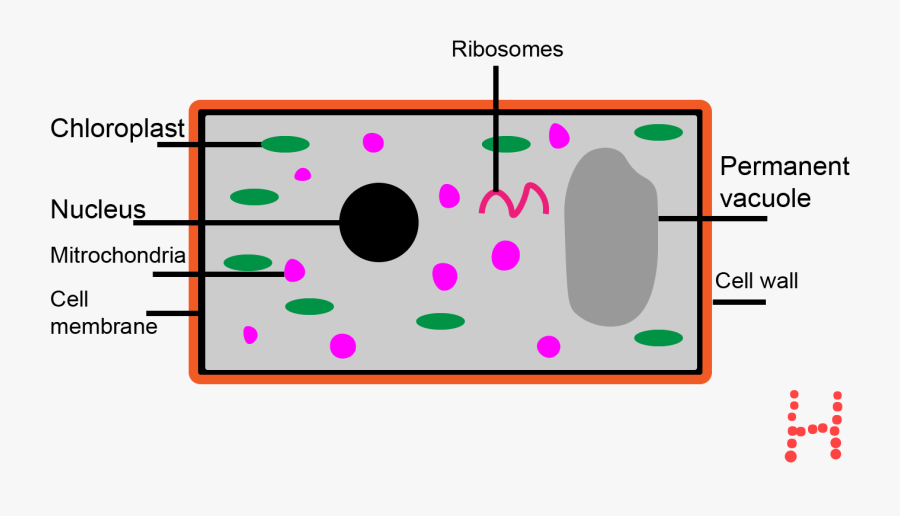 Above Is A Diagram Of A Plant Cell - Circle, Transparent Clipart