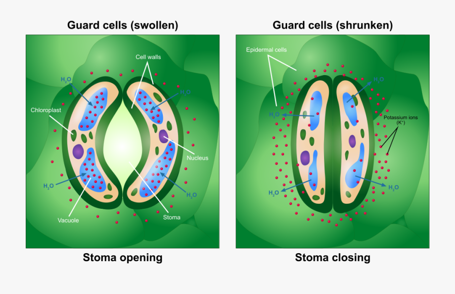 Guard Cells , Free Transparent Clipart - ClipartKey