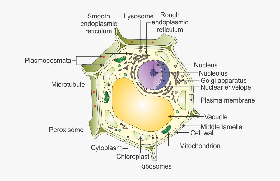 A Draw A Neat Diagram Of A Plant Cell And Label The - Diagram Of Plant Cell With Labelling, Transparent Clipart