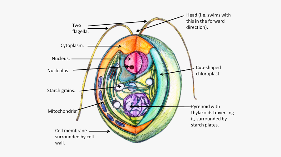 Structure Of Algal Cell, Transparent Clipart