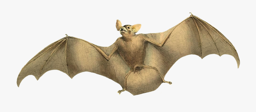 Image Of Flying Bat - Vampire Bats Png, Transparent Clipart