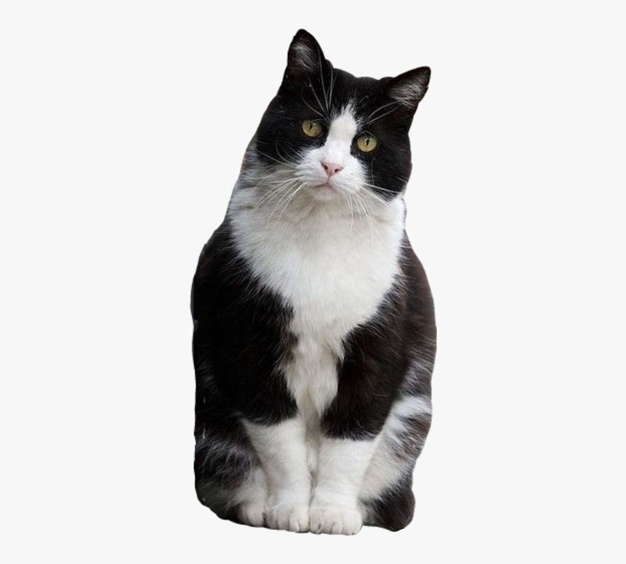 Freetoedit Cat Sitting Tuxedo Blackandwhite - Tuxedo Cat Clip Art, Transparent Clipart