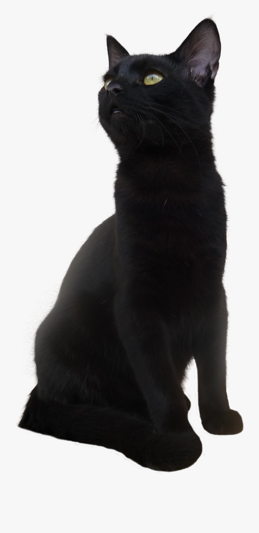 Bombay Cat Korat European Shorthair Black Cat - Short Hair Black Cat, Transparent Clipart