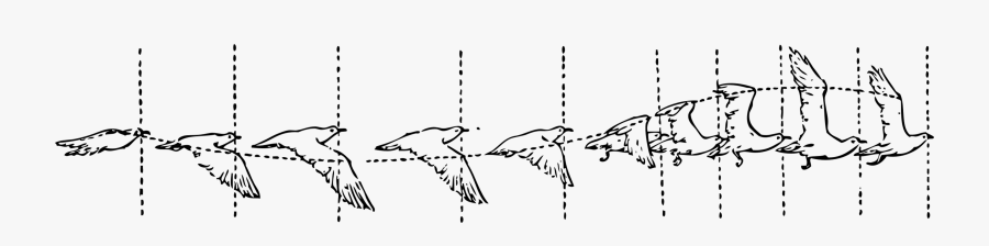 Symmetry,monochrome Photography,text - Bird Fly Animation Cycle, Transparent Clipart
