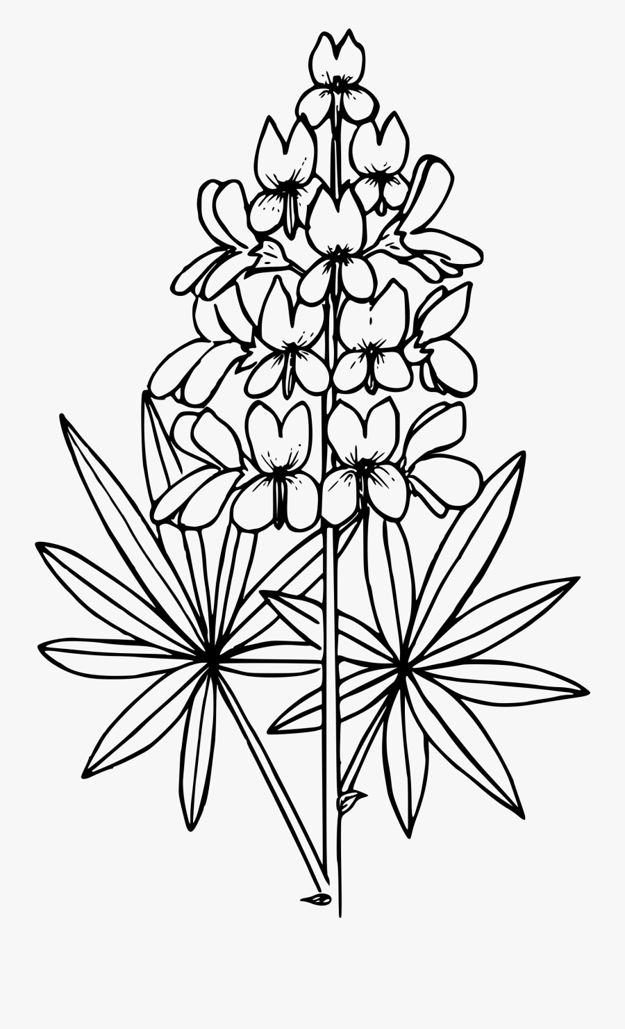 Prairie Lupine Clip Arts - Lupine Clip Art, Transparent Clipart